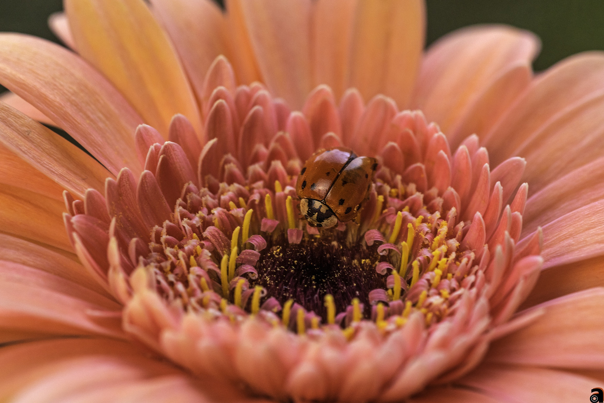 Sigma 105mm F2.8 EX DG OS HSM sample photo