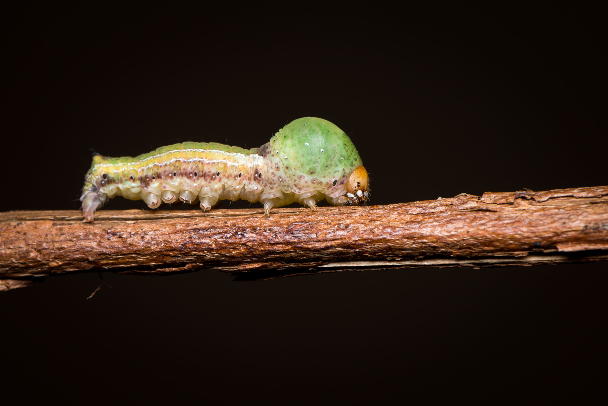 Nikon D800E sample photo. Big head caterpillar photography