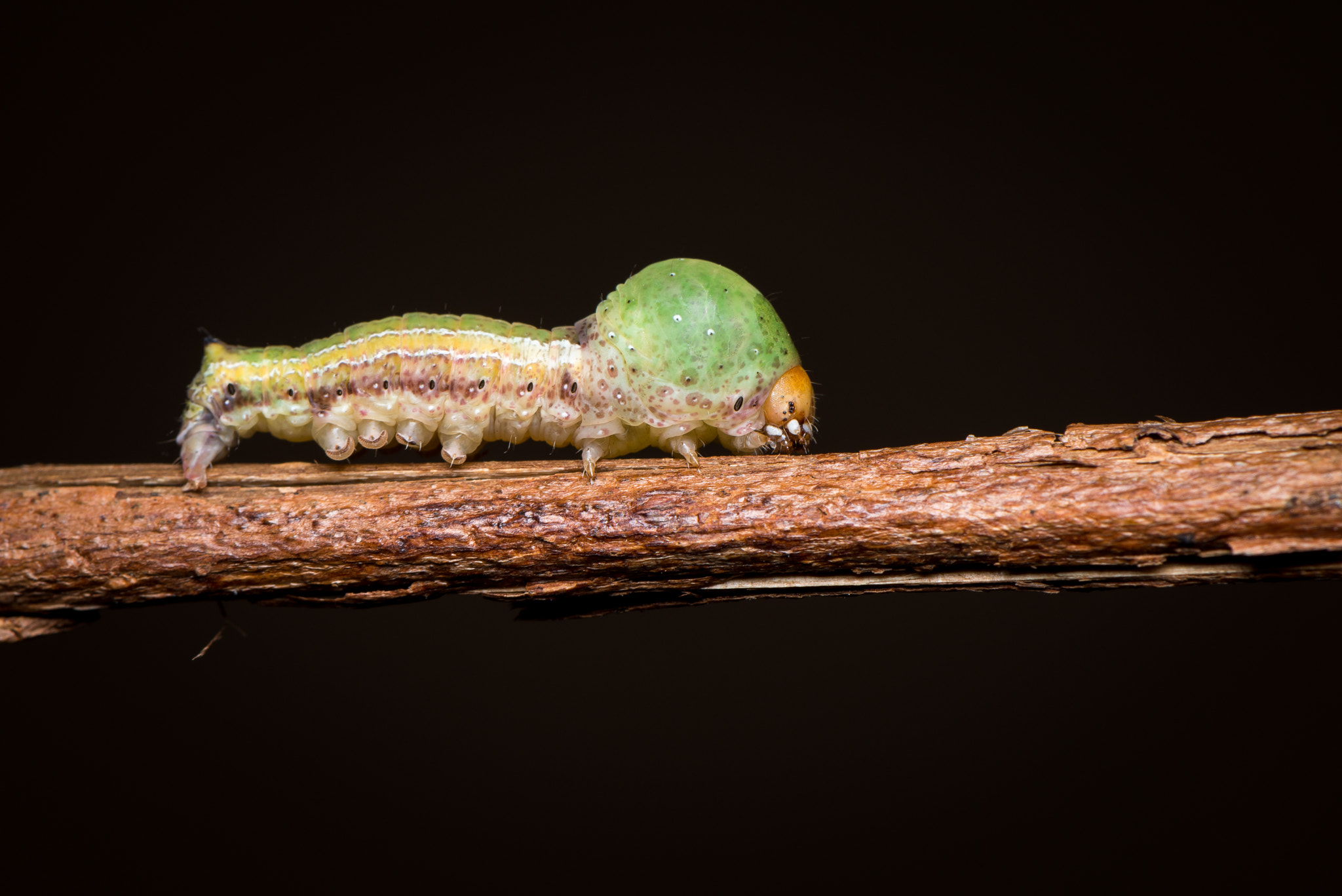 Nikon AF-S Micro-Nikkor 105mm F2.8G IF-ED VR sample photo. Big head caterpillar photography