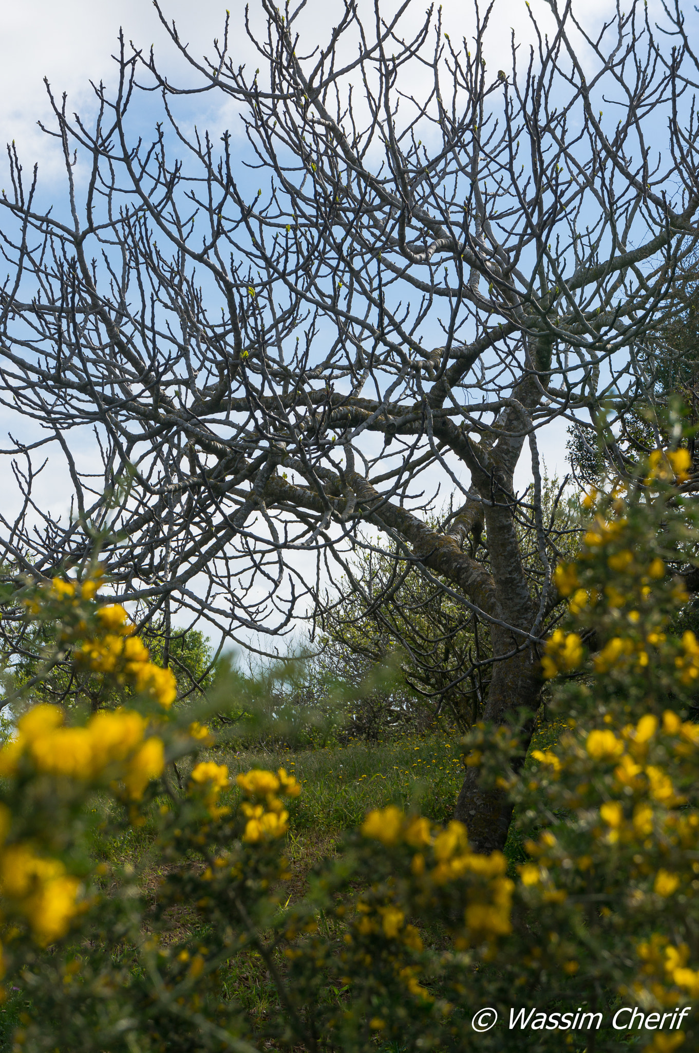 Sony Alpha NEX-5R sample photo. Between autumn and spring photography