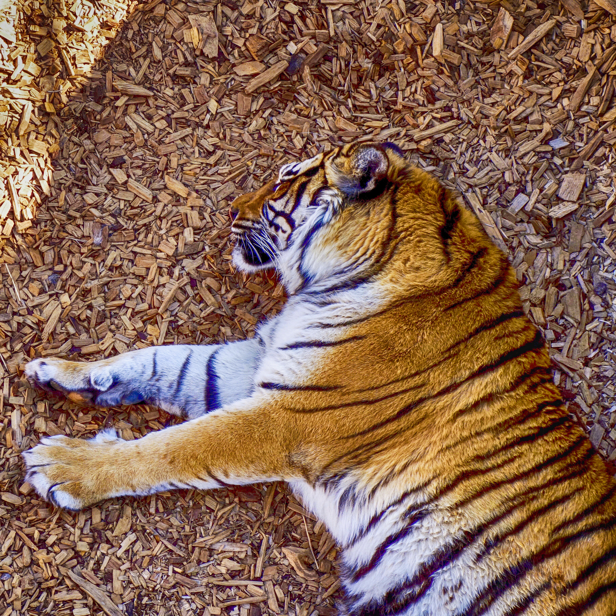 Sony Cyber-shot DSC-RX100 + Sony 28-100mm F1.8-4.9 sample photo. Sleeping tiger photography