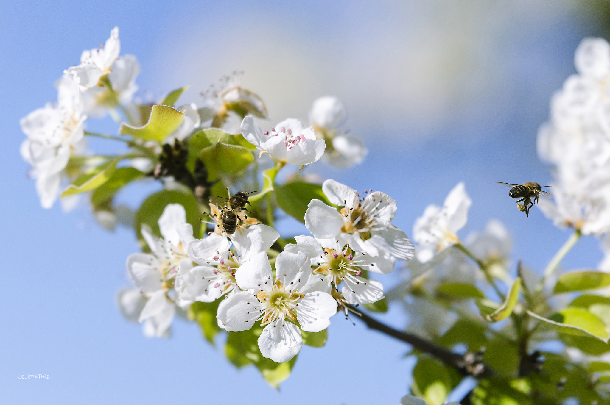 Tamron SP 70-200mm F2.8 Di VC USD sample photo. Primavera photography