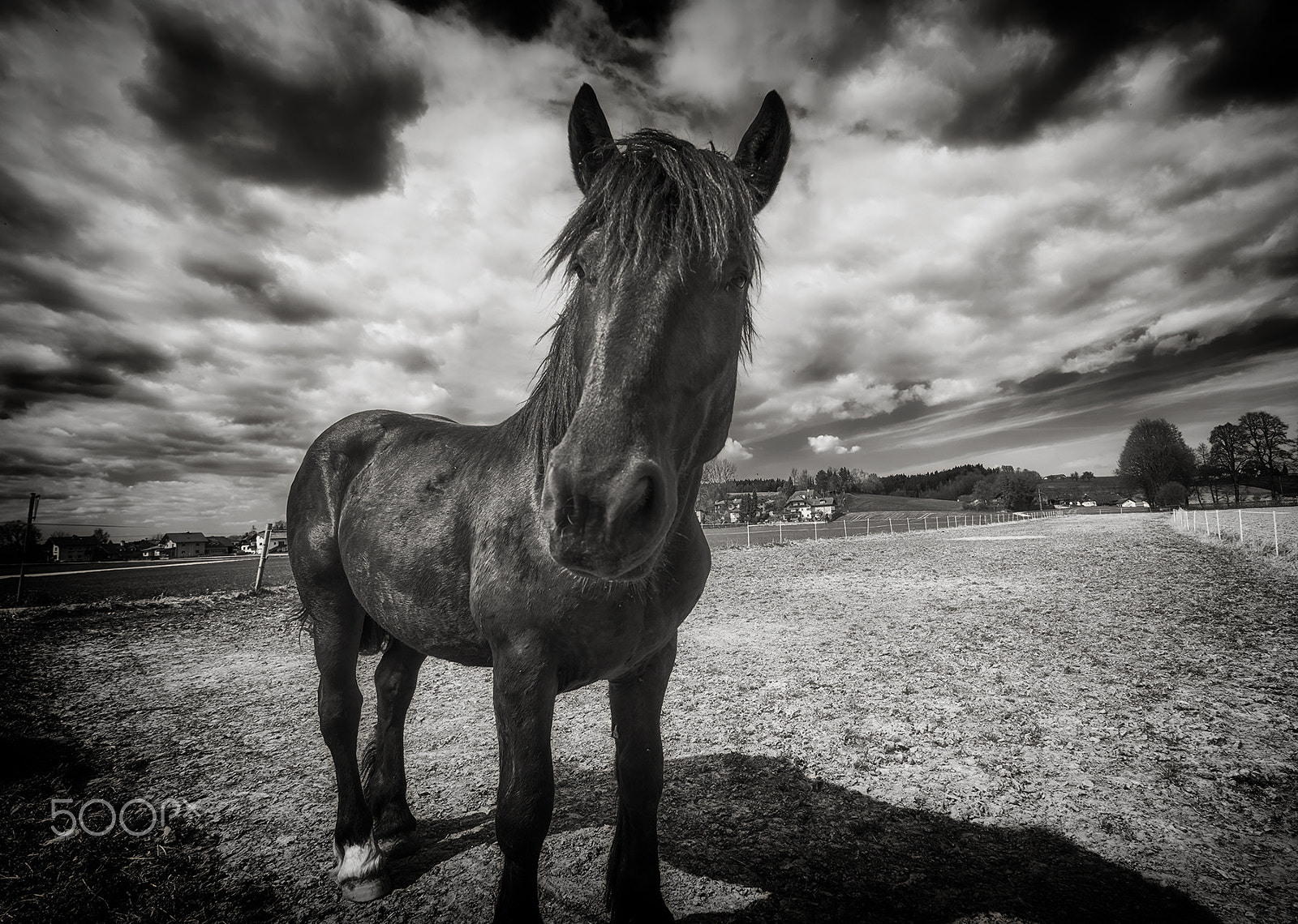 Fujifilm X-T1 sample photo. Black horses photography