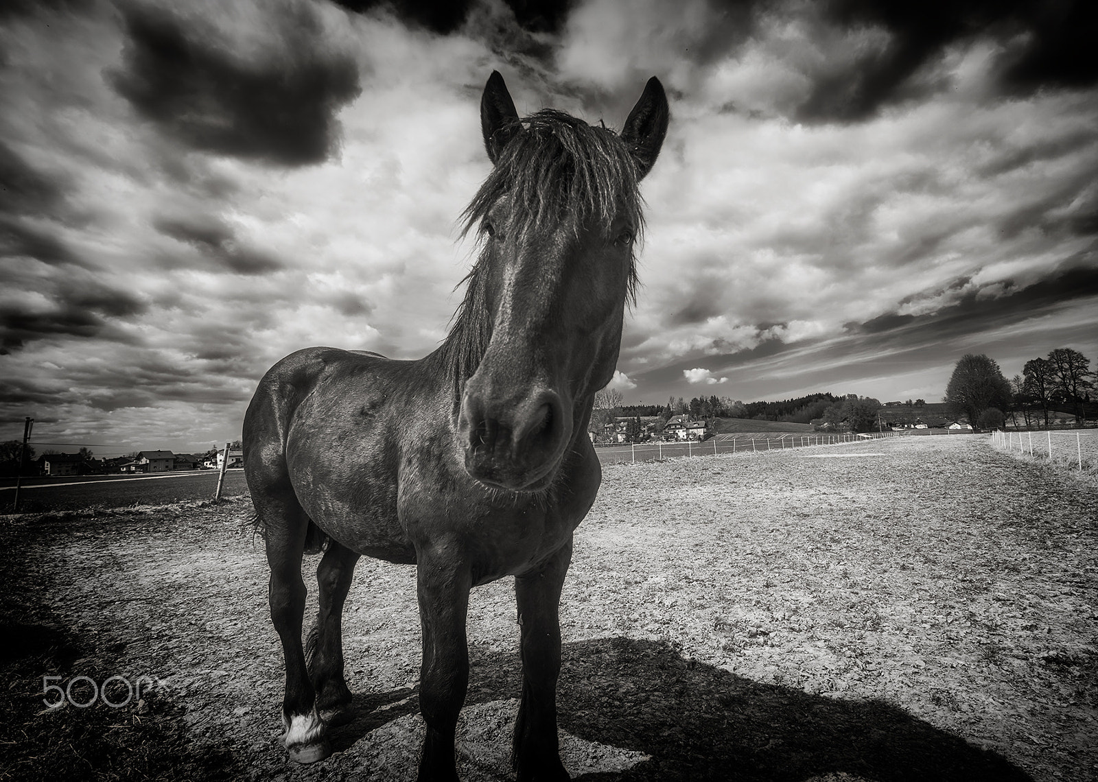 Fujifilm XF 10-24mm F4 R OIS sample photo. Black horses photography