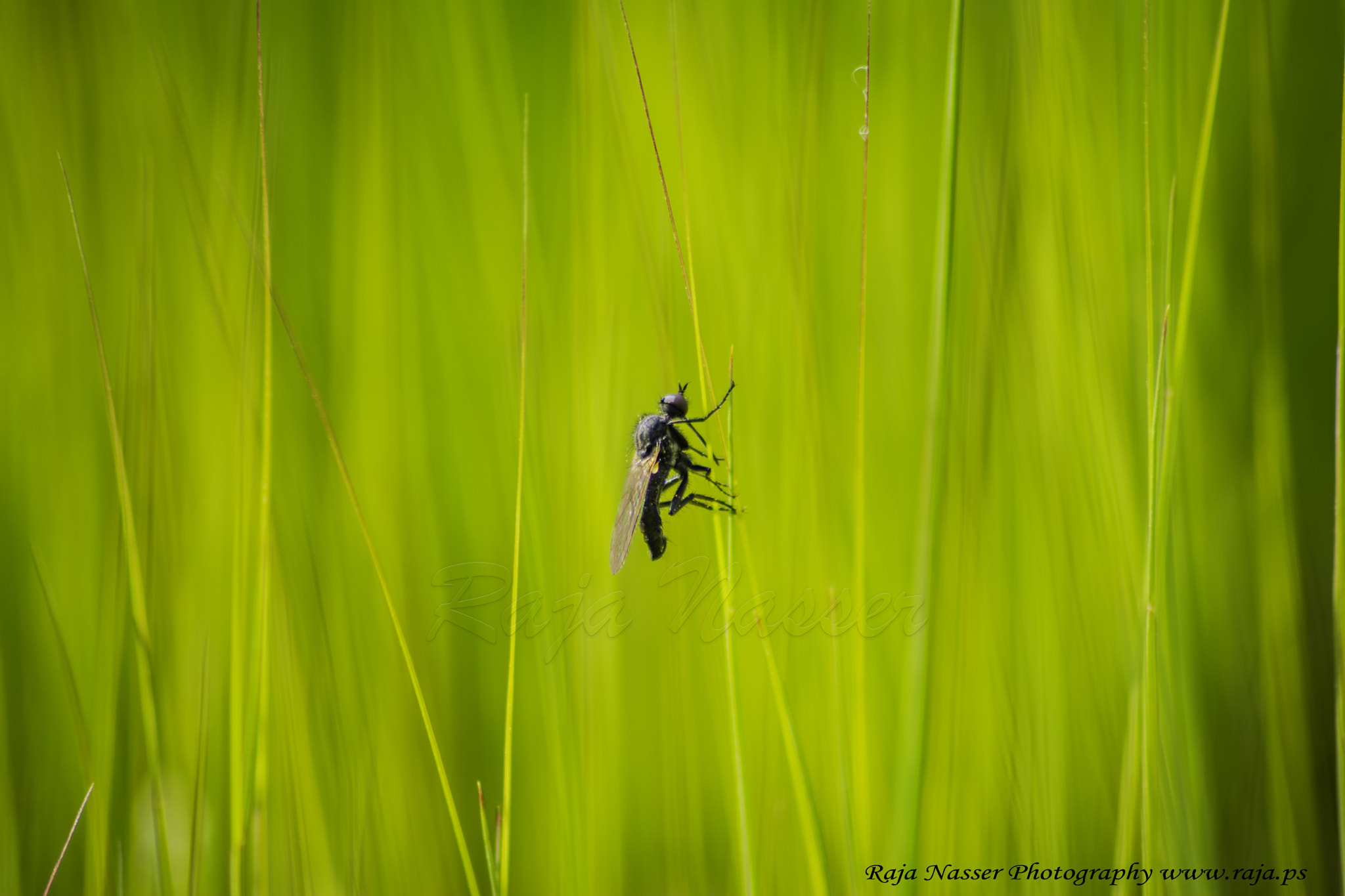 Sigma 70-300mm F4-5.6 APO DG Macro sample photo. Fly photography