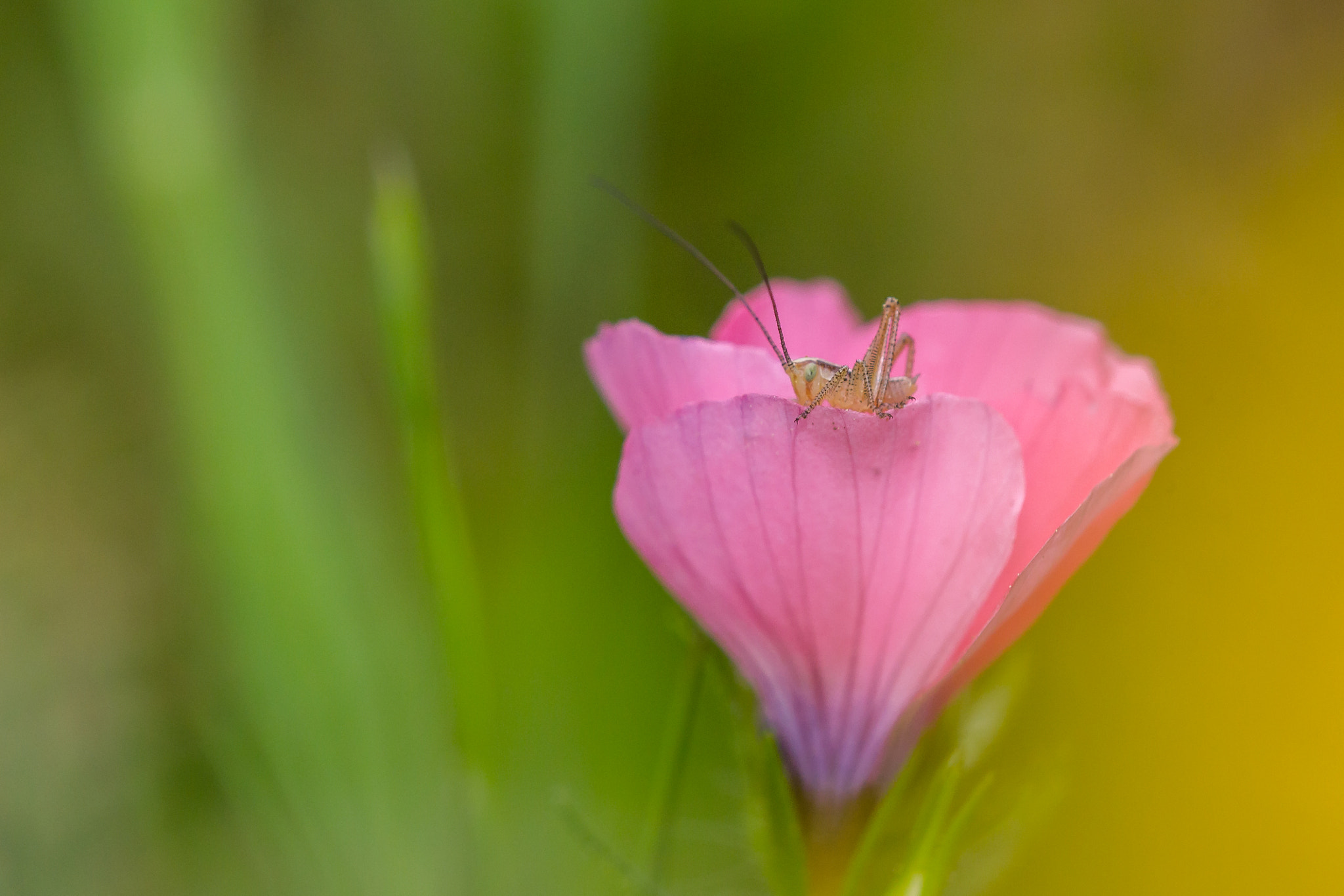 Tamron SP AF 180mm F3.5 Di LD (IF) Macro sample photo. Pink photography