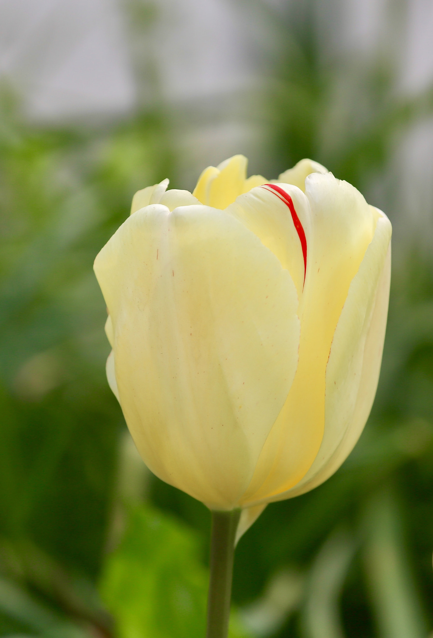 Canon EOS 6D + Canon EF 70-200mm F4L IS USM sample photo. Tulip photography