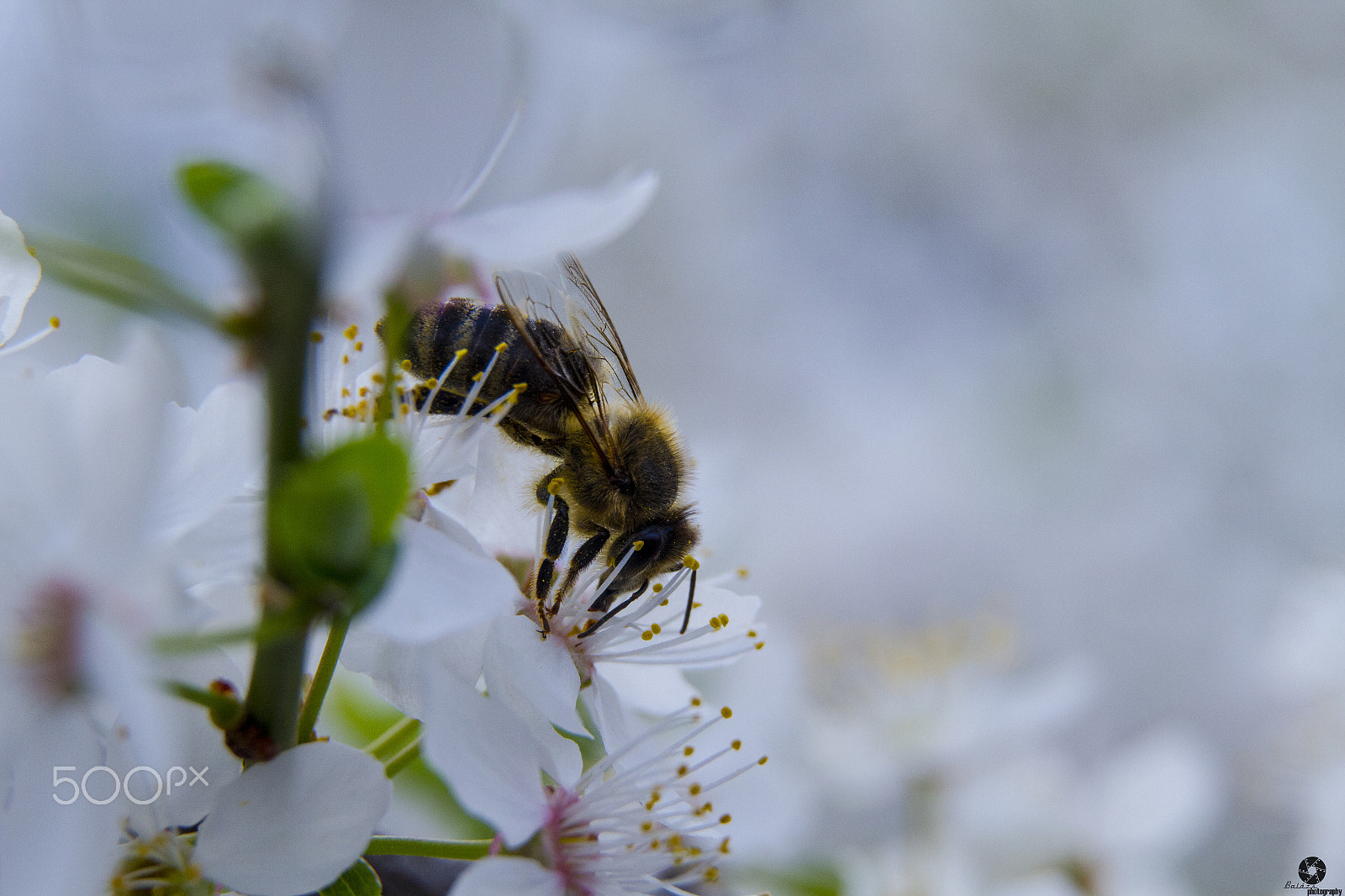 Canon EOS 7D + Sigma 17-70mm F2.8-4 DC Macro OS HSM sample photo. Img photography