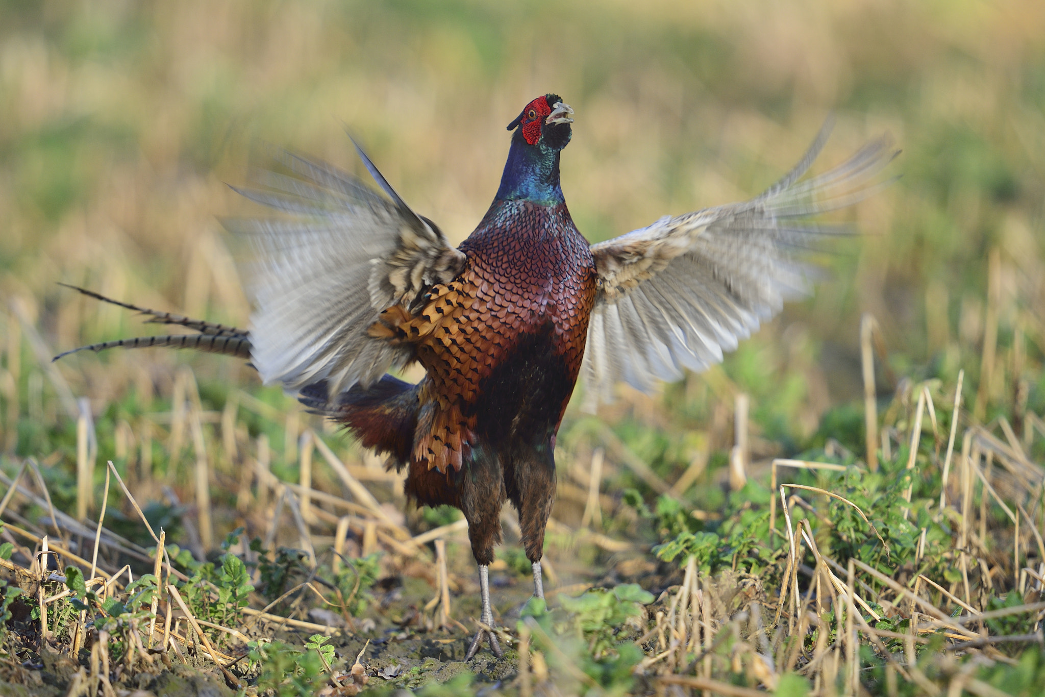 Nikon D800 + Nikon AF-S Nikkor 600mm F4G ED VR sample photo. Pheasant / fasan photography