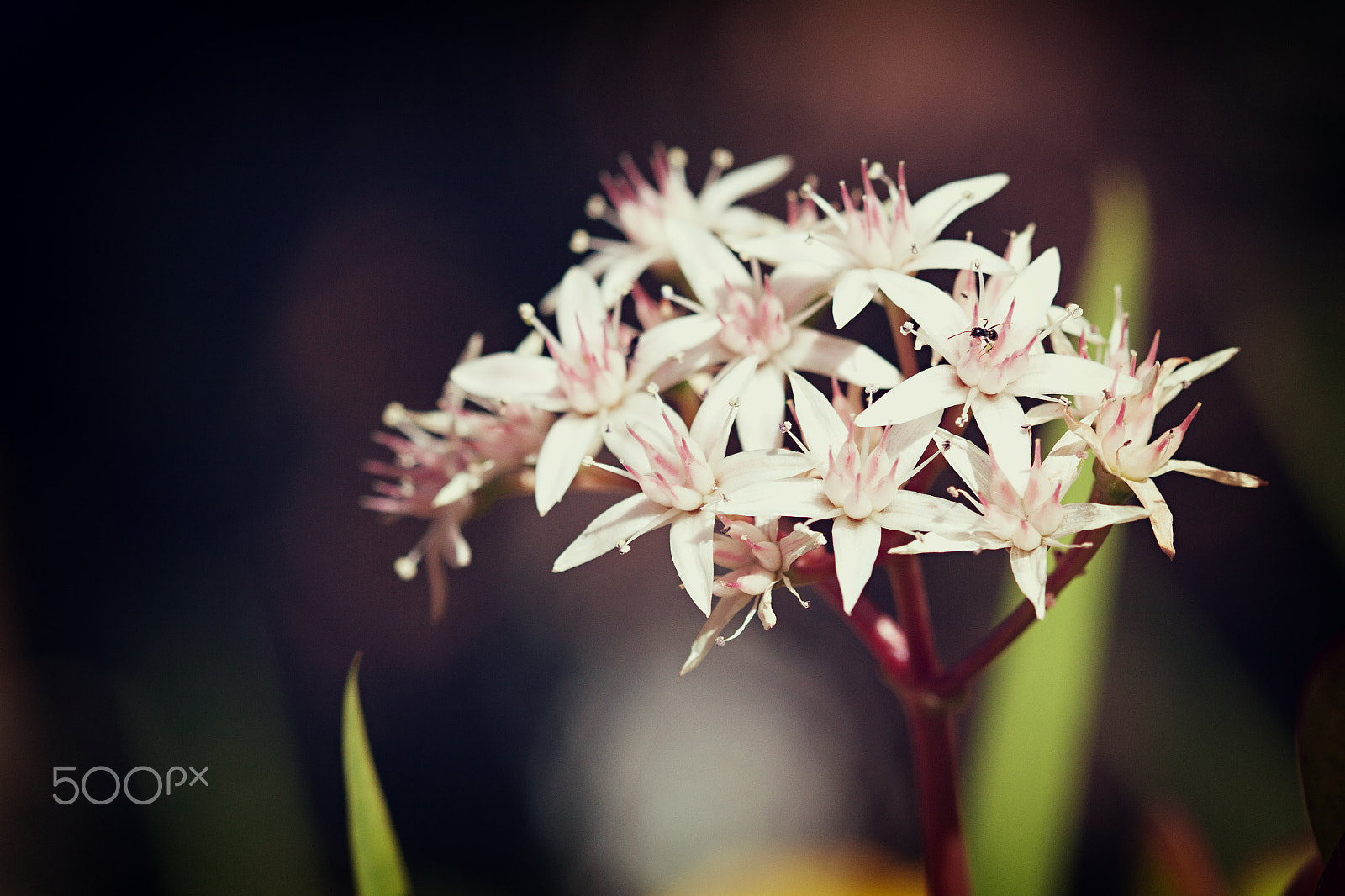 Canon EOS 50D + Canon EF 100mm F2.8 Macro USM sample photo. Early morning spring photography