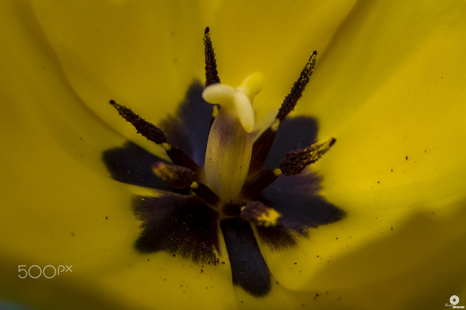 Sigma 17-70mm F2.8-4 DC Macro OS HSM sample photo. Img photography