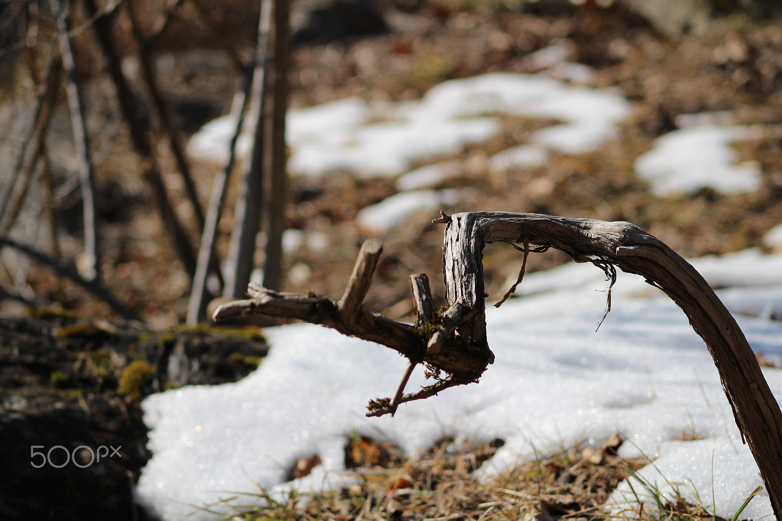 Canon EOS 700D (EOS Rebel T5i / EOS Kiss X7i) + EF75-300mm f/4-5.6 sample photo. Melting snow photography