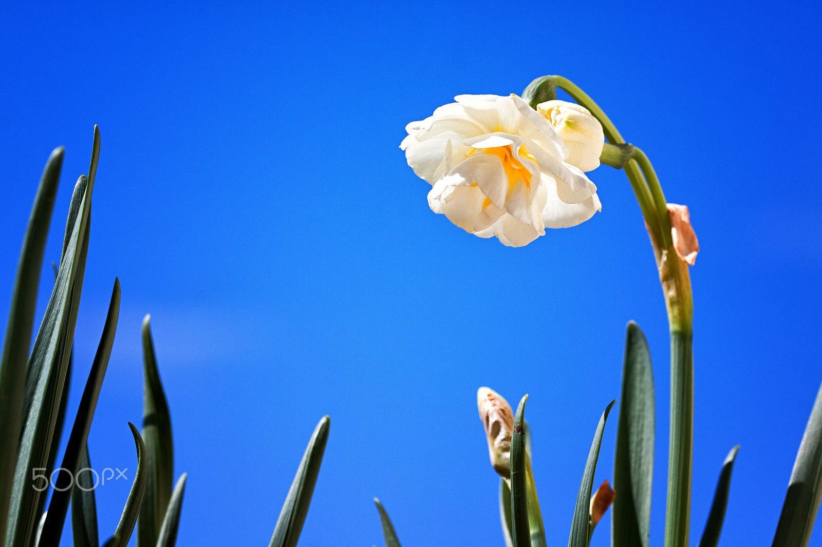 Canon EOS 50D sample photo. The praying daffodil photography