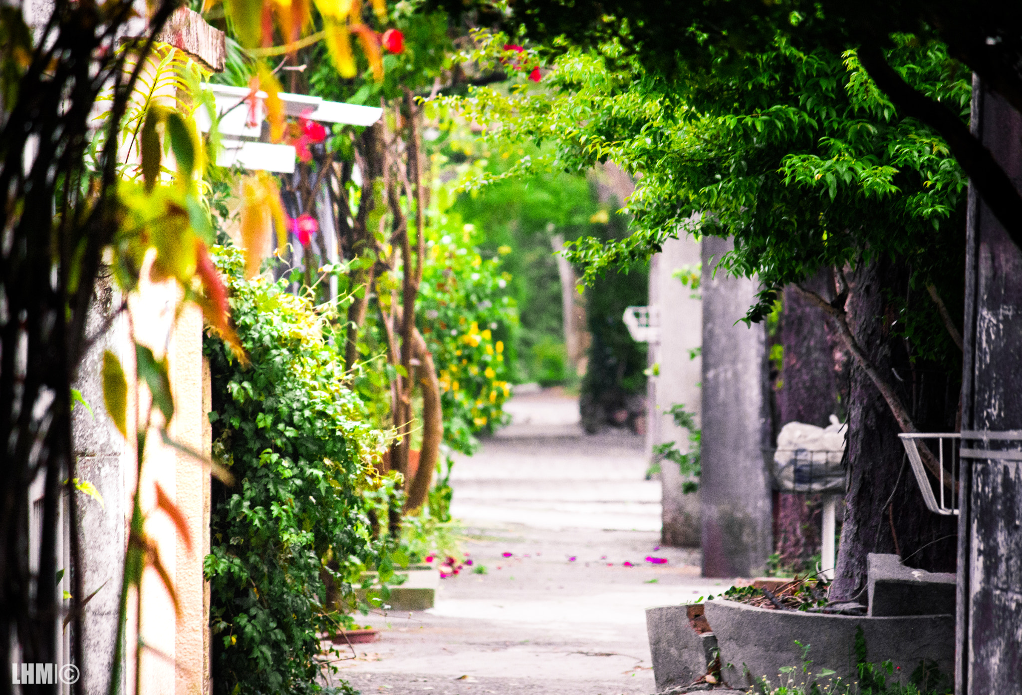 Canon EF-S 55-250mm F4-5.6 IS II sample photo. Path photography