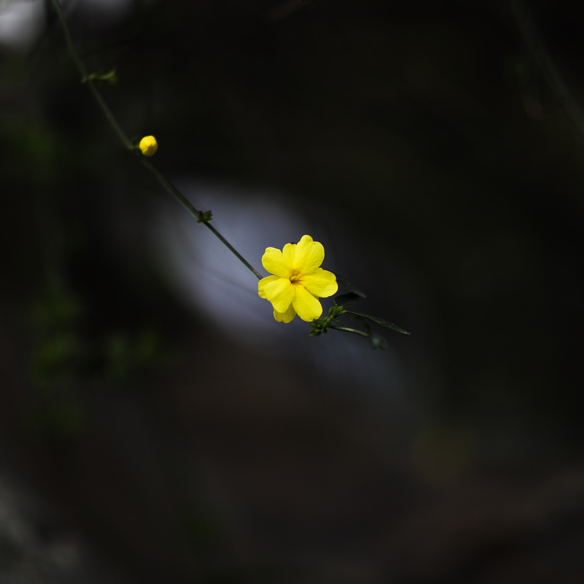 Canon EOS-1D X Mark II sample photo. Spring flower 22 photography