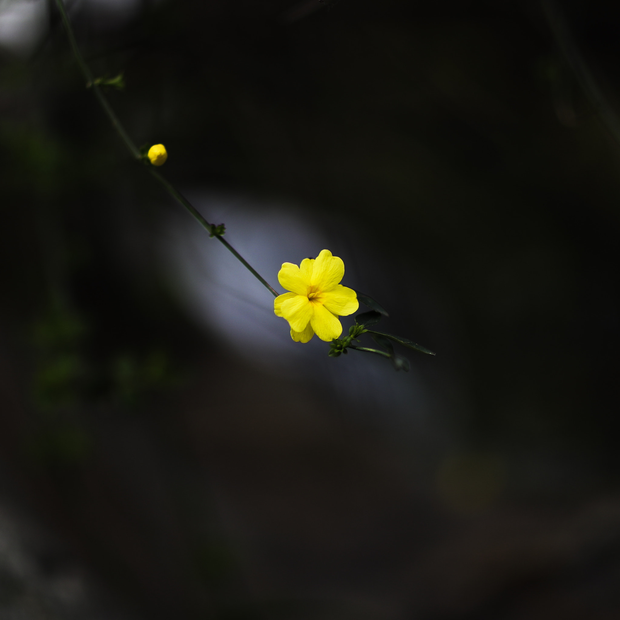 Canon EF 85mm F1.2L II USM sample photo. Spring flower 22 photography