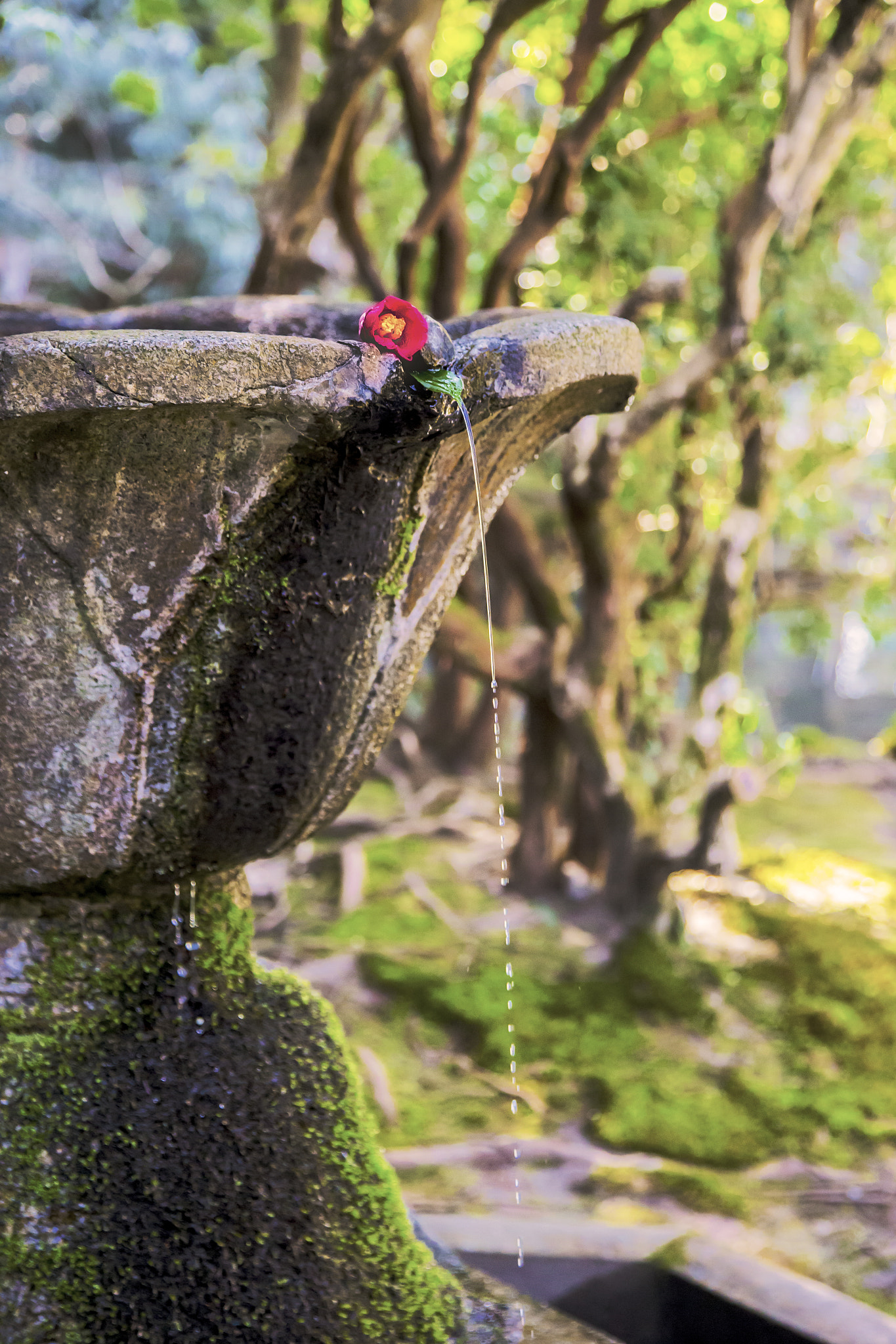 Canon EOS-1D X sample photo. おもてなし photography