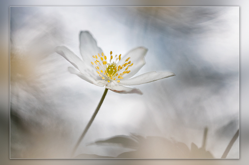 Nikon D300 + Sigma 150mm F2.8 EX DG OS Macro HSM sample photo. Wood anemone photography