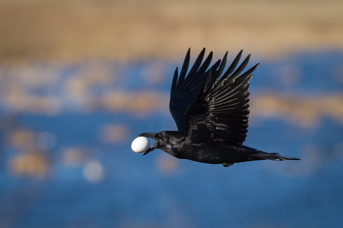 Canon EOS-1D X + Canon EF 500mm F4L IS USM sample photo. Raven photography