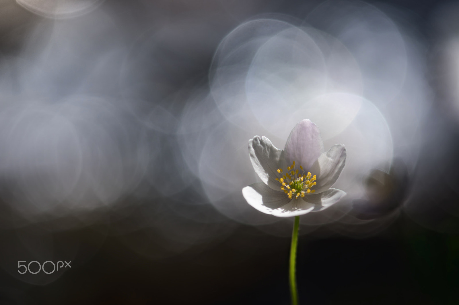 Nikon AF-S Micro-Nikkor 105mm F2.8G IF-ED VR sample photo. Anémone des bois photography