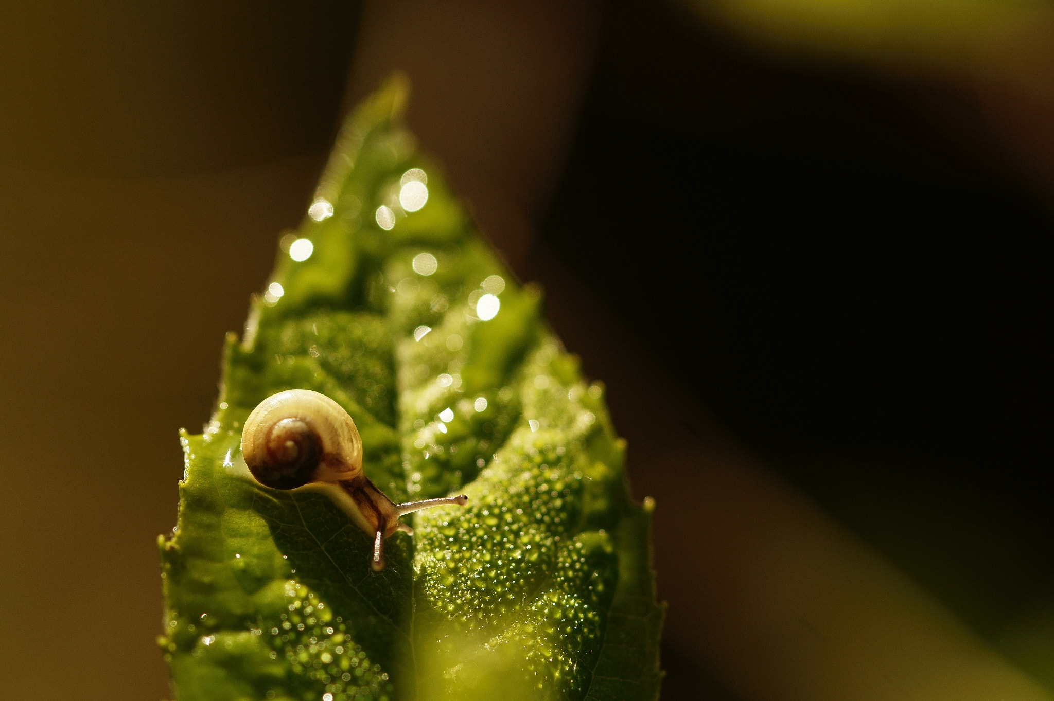 90mm F2.8 Macro SSM sample photo. Morning snail photography