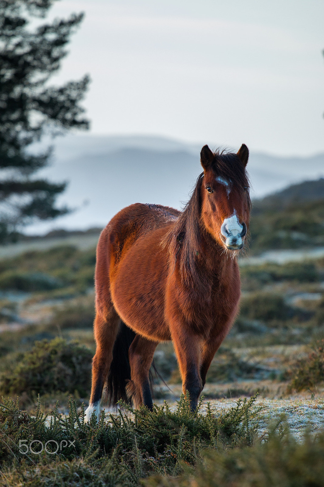 Canon EOS 70D + Canon EF 70-200mm F4L USM sample photo. In the morning photography
