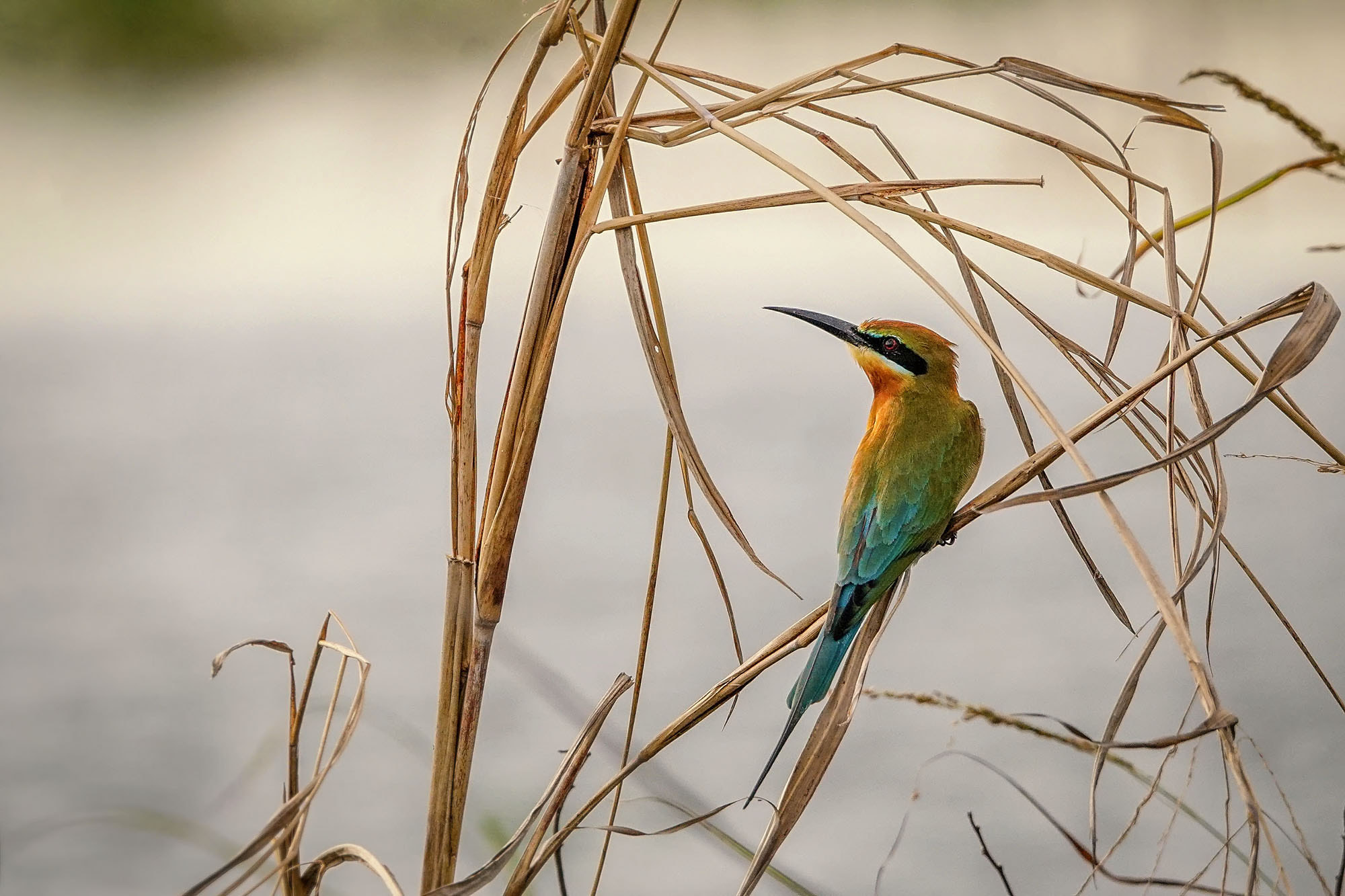 Sony 70-400mm F4-5.6 G SSM II sample photo. Blue-tailed bee-eater photography