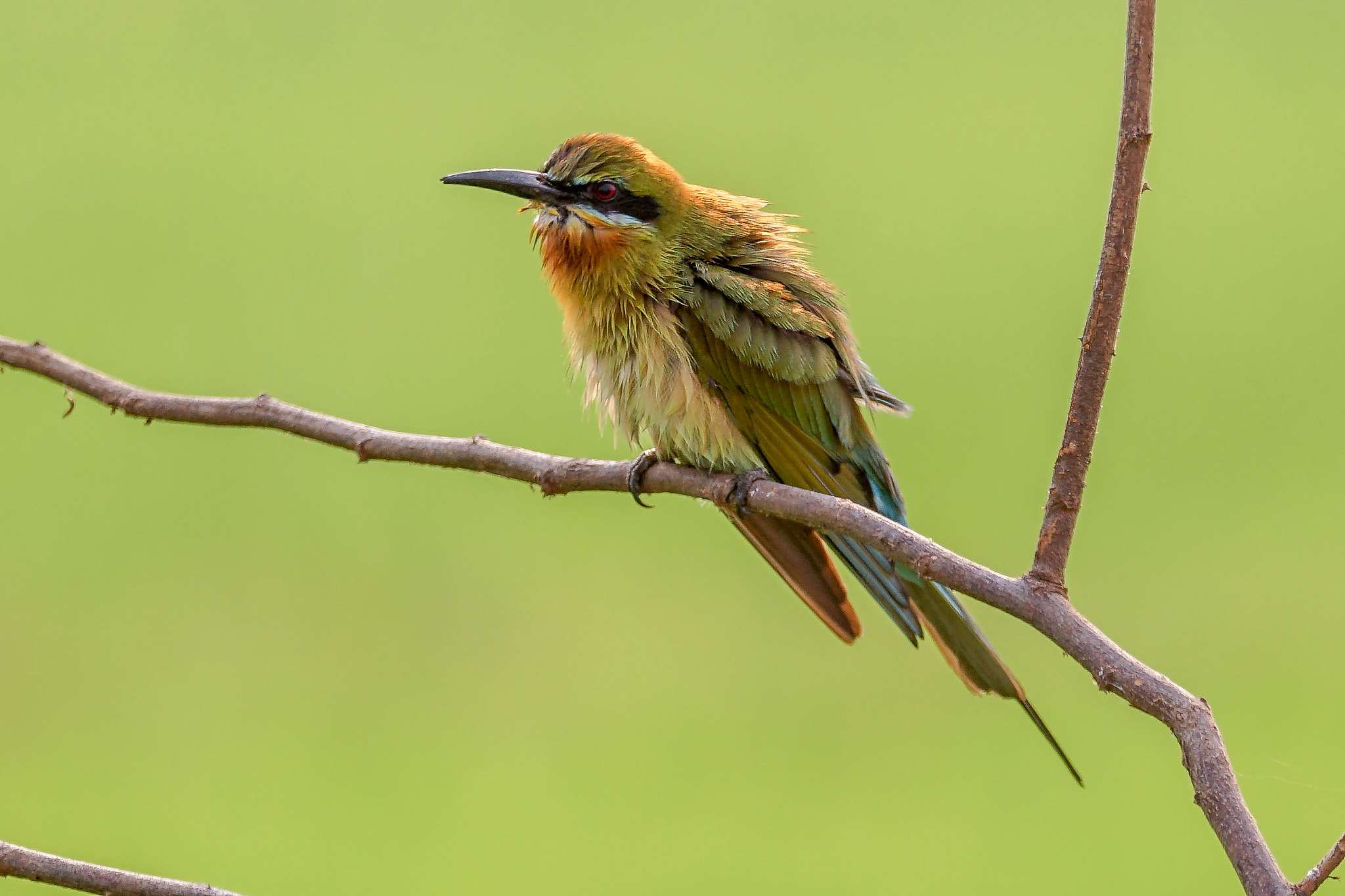 Sony 70-300mm F4.5-5.6 G SSM sample photo. Blue-tailed bee-eater photography