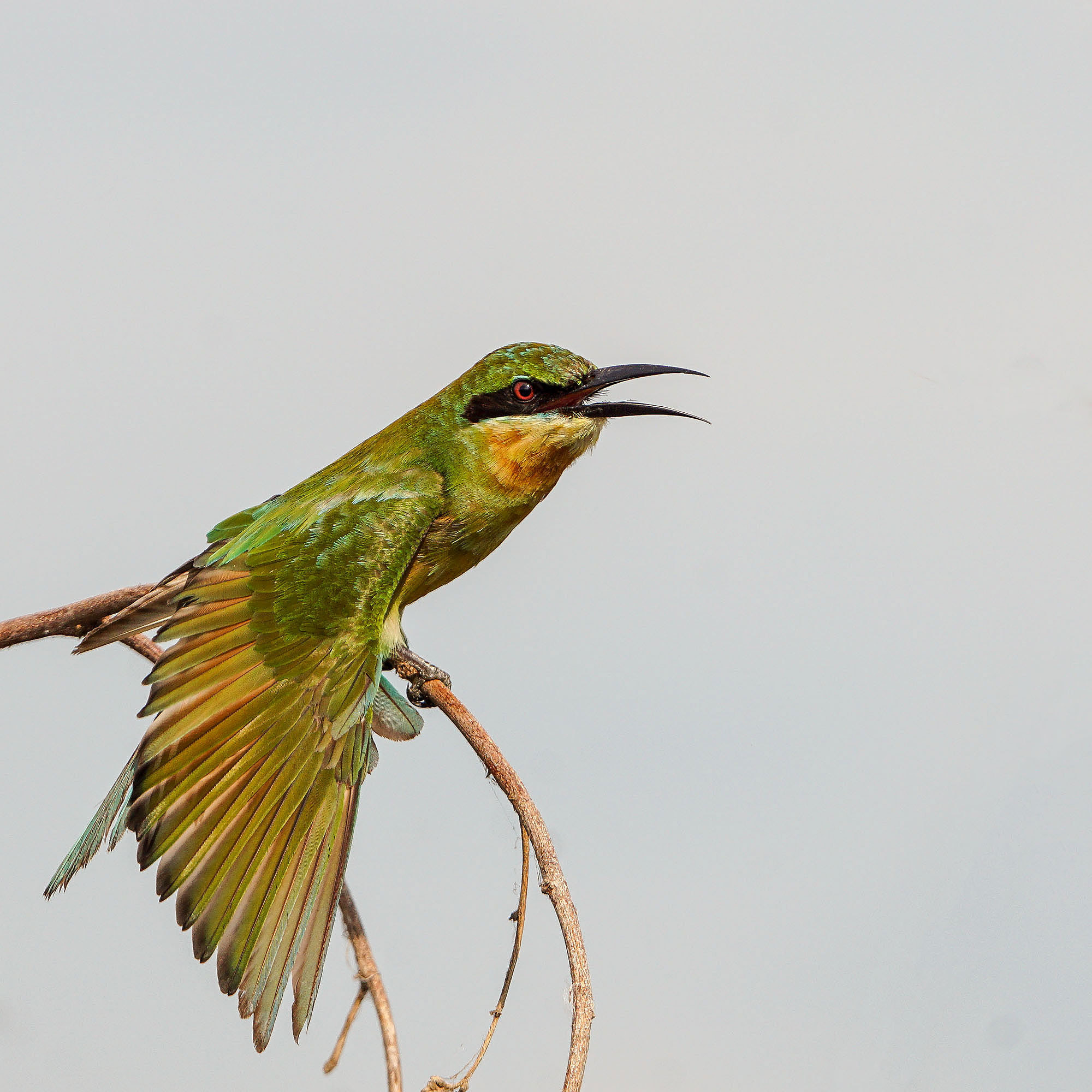 Sony ILCA-77M2 sample photo. Blue-tailed bee-eater (immature) photography