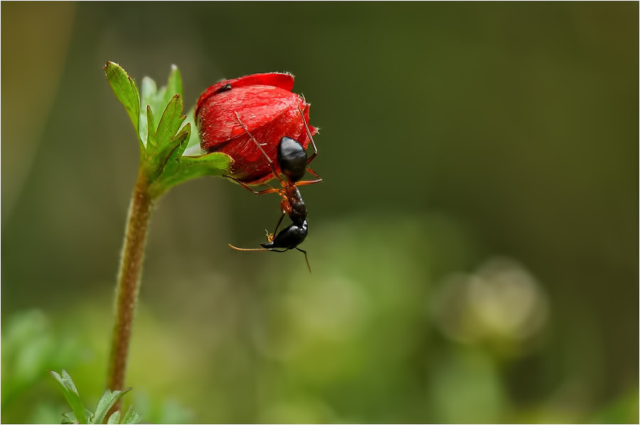 Nikon AF-S Micro-Nikkor 105mm F2.8G IF-ED VR sample photo. . photography