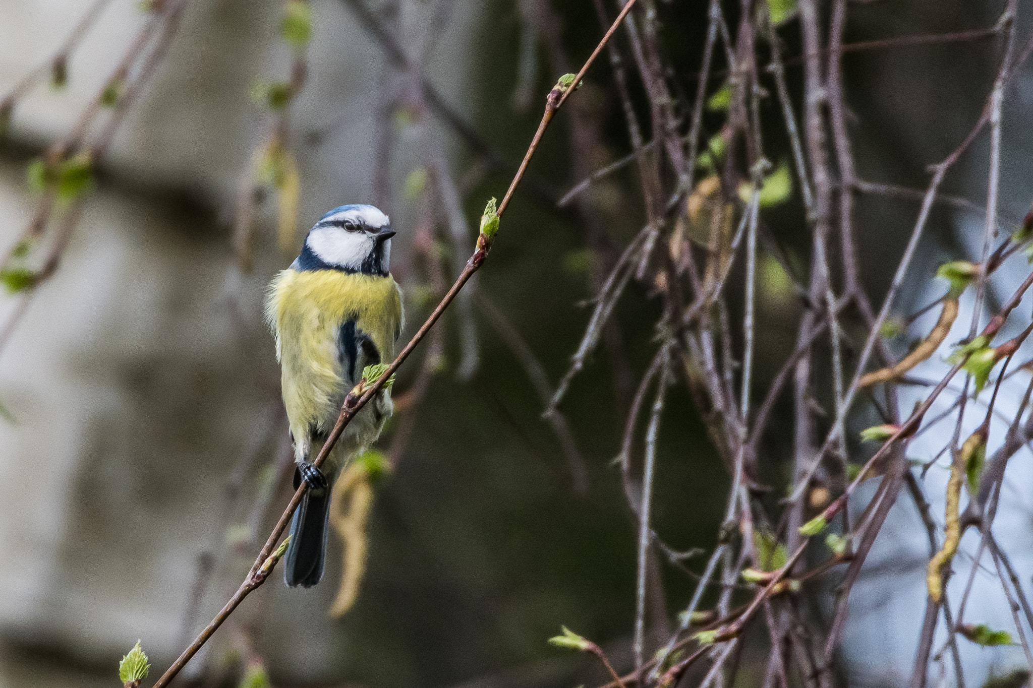 Nikon D500 sample photo. Blue tit photography