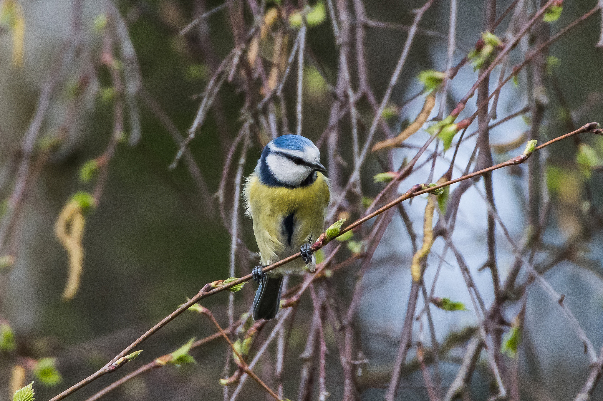 Sigma 50-500mm F4.5-6.3 DG OS HSM sample photo. Blue tit photography