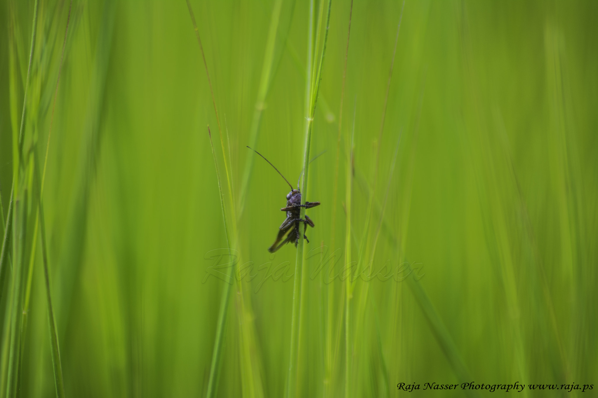 Sigma 70-300mm F4-5.6 APO DG Macro sample photo. Grasshopper photography