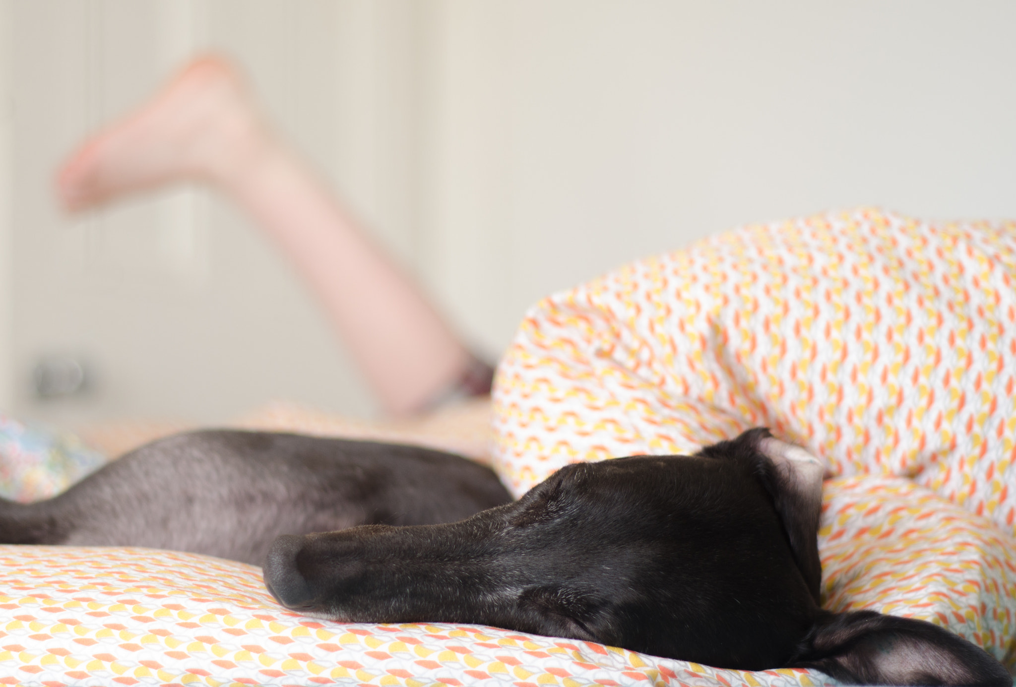 Nikon D7000 + Nikon AF Nikkor 50mm F1.8D sample photo. Pet dog sleeps in child's bed photography