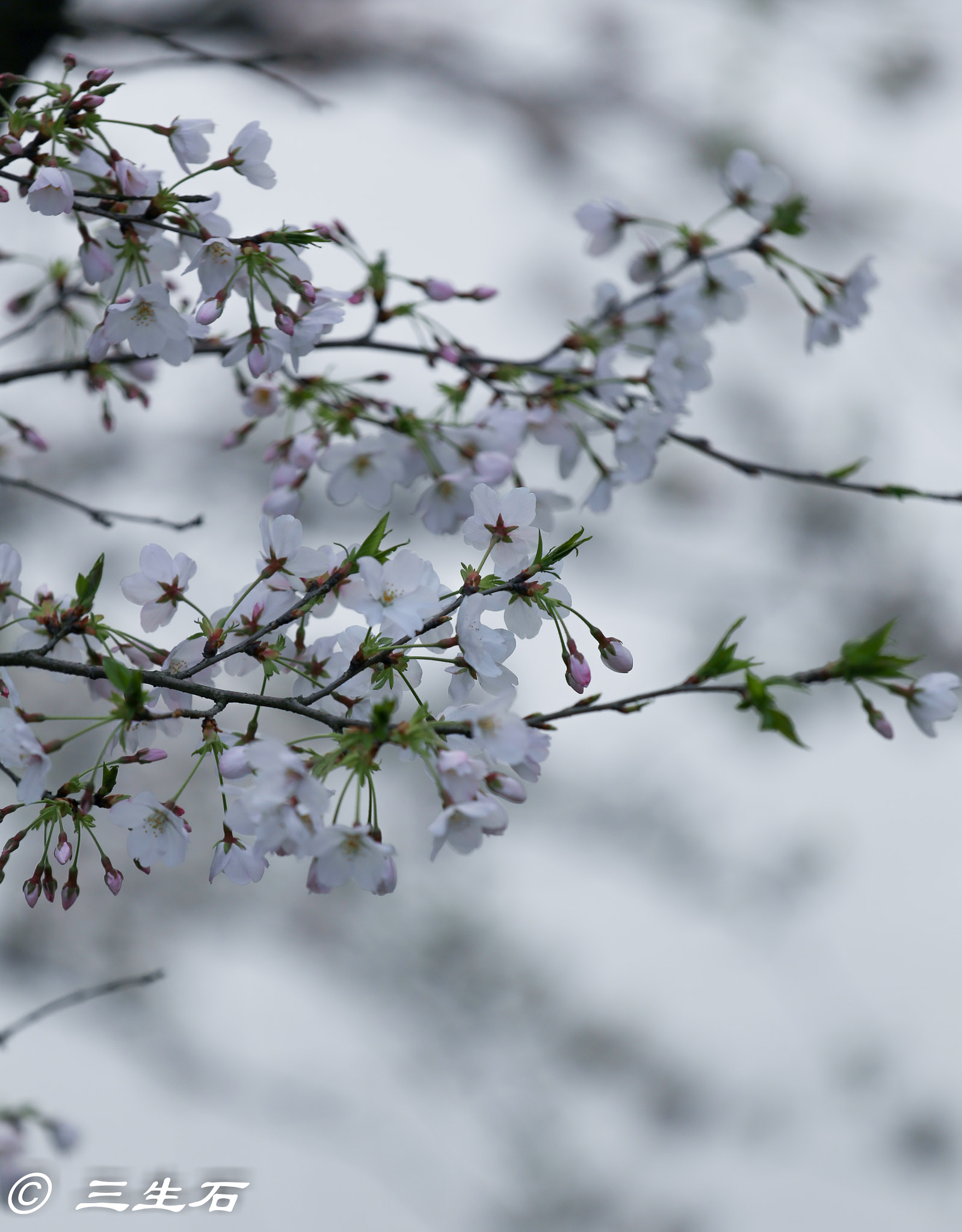 Canon EOS 6D + Canon EF 70-200mm F4L IS USM sample photo. Cerasus  sp. photography