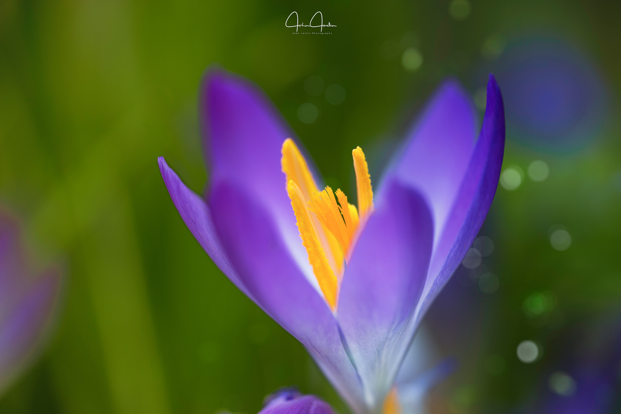 Sony a7 + Sony FE 90mm F2.8 Macro G OSS sample photo. Morning crocus photography