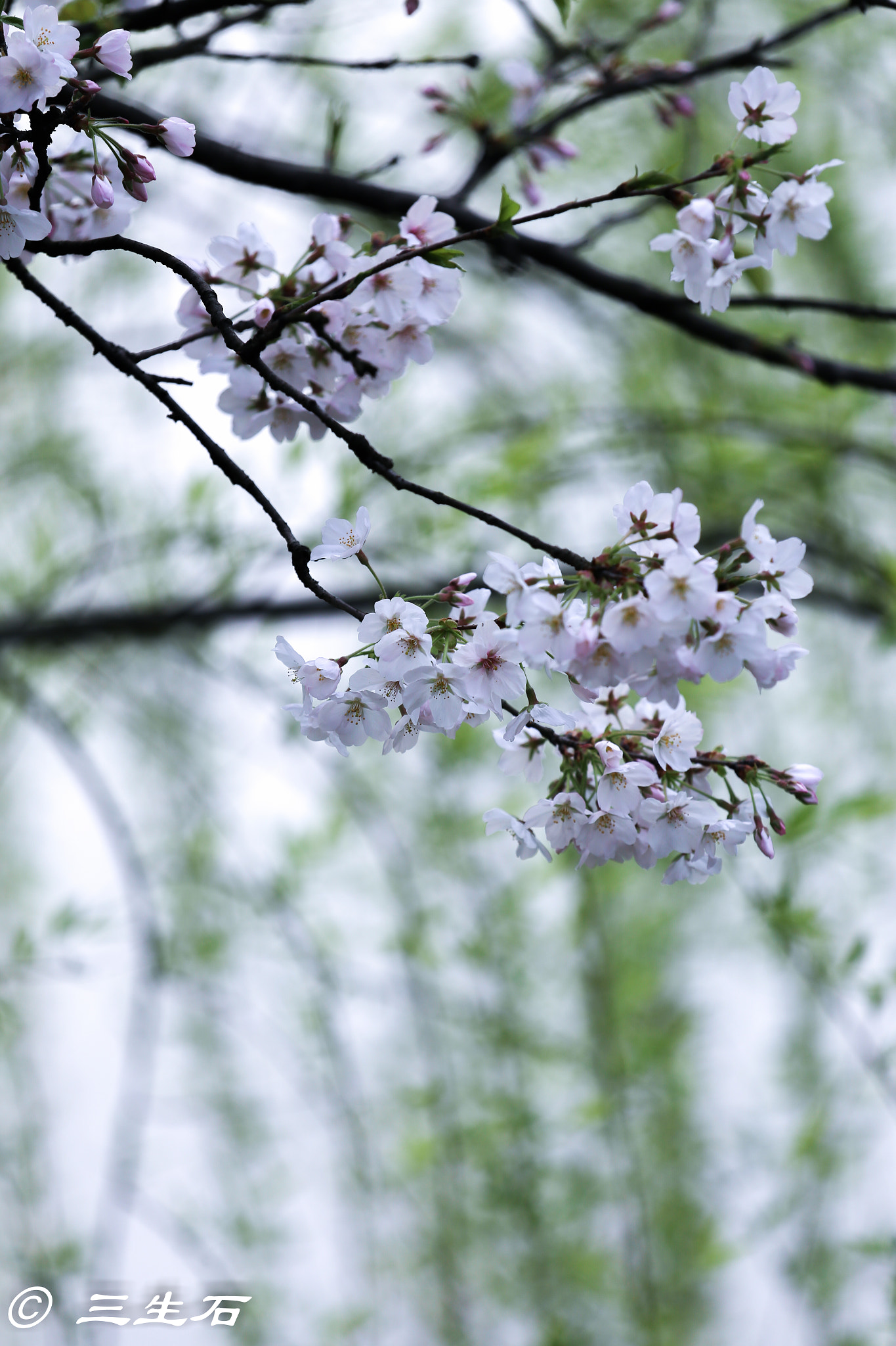 Canon EOS 6D + Canon EF 70-200mm F4L IS USM sample photo. Cerasus  sp. photography