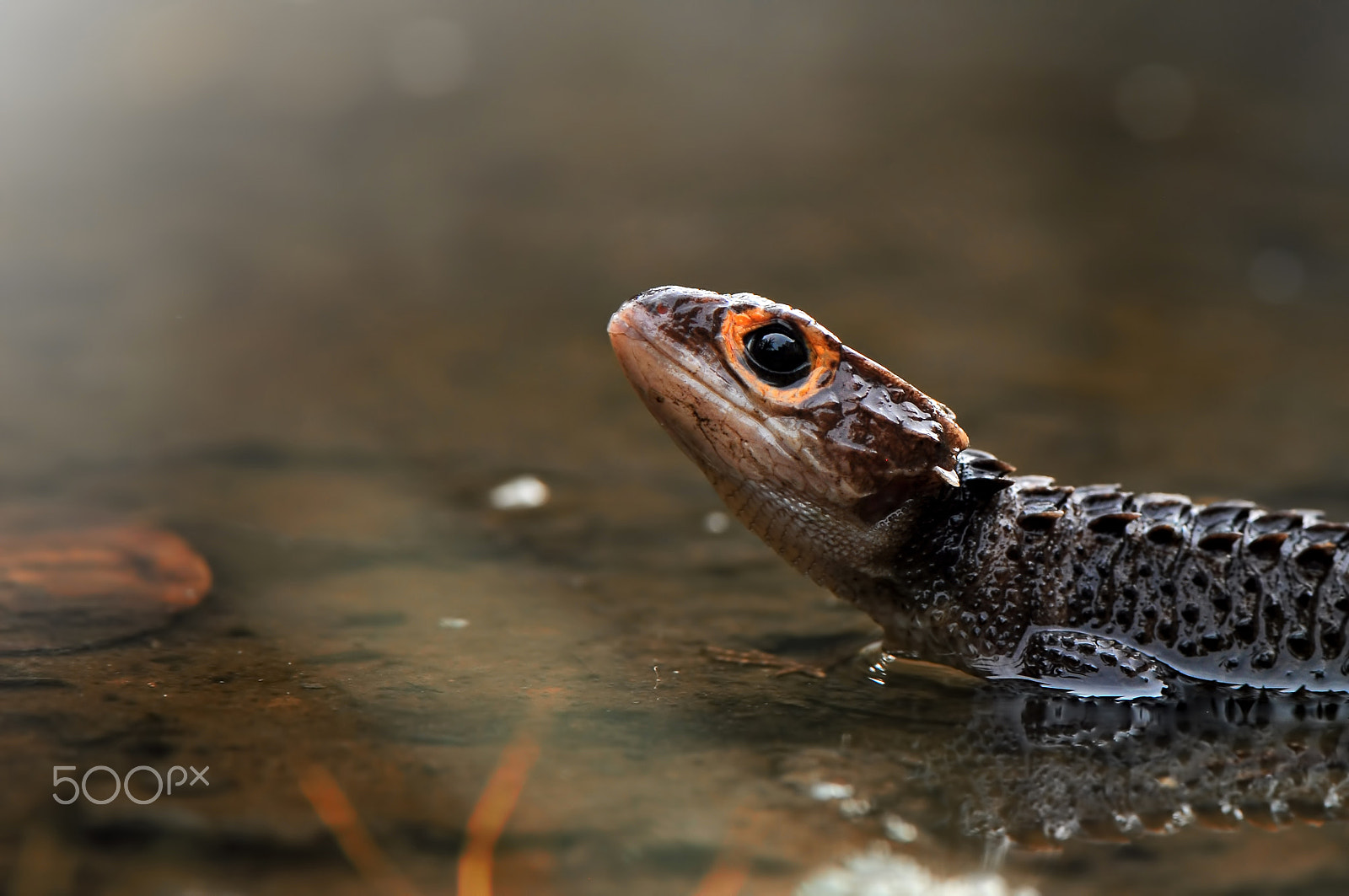 Nikon AF-S Micro-Nikkor 105mm F2.8G IF-ED VR sample photo. Croc skink photography