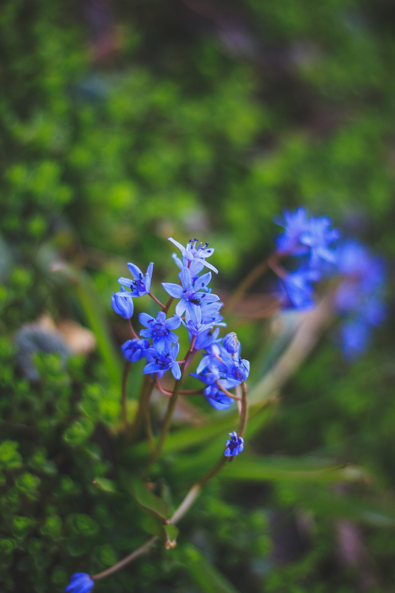 Canon EOS 500D (EOS Rebel T1i / EOS Kiss X3) + Canon EF 50mm F1.8 STM sample photo. Blue flowers  photography