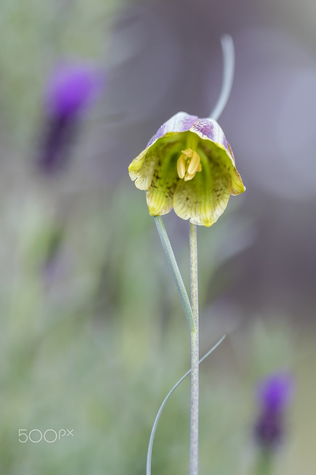Canon EF 100mm F2.8 Macro USM sample photo. 20170328 doñana - 120 photography