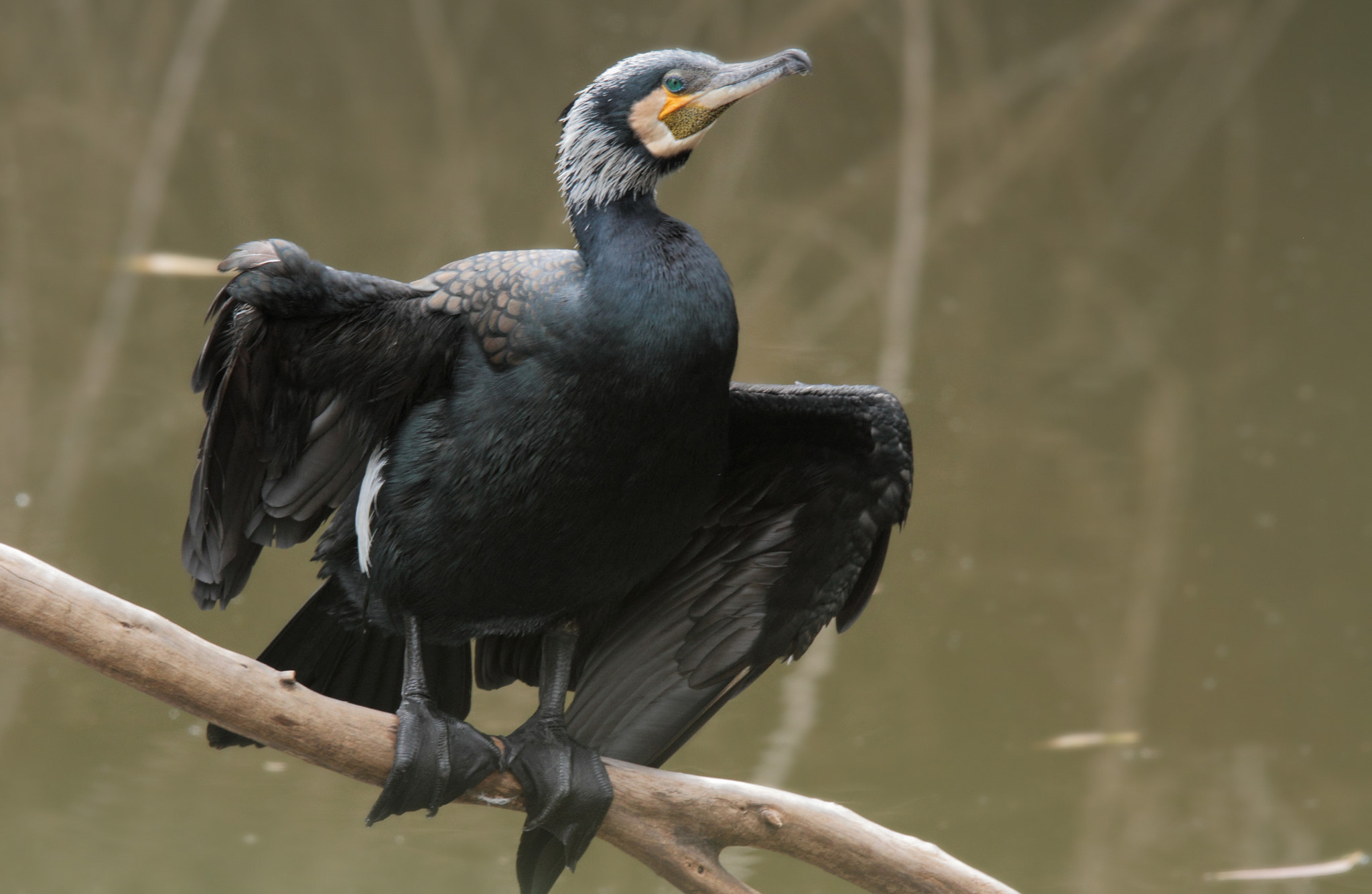 Tamron SP 150-600mm F5-6.3 Di VC USD sample photo. ...one-winged cormorant ... photography