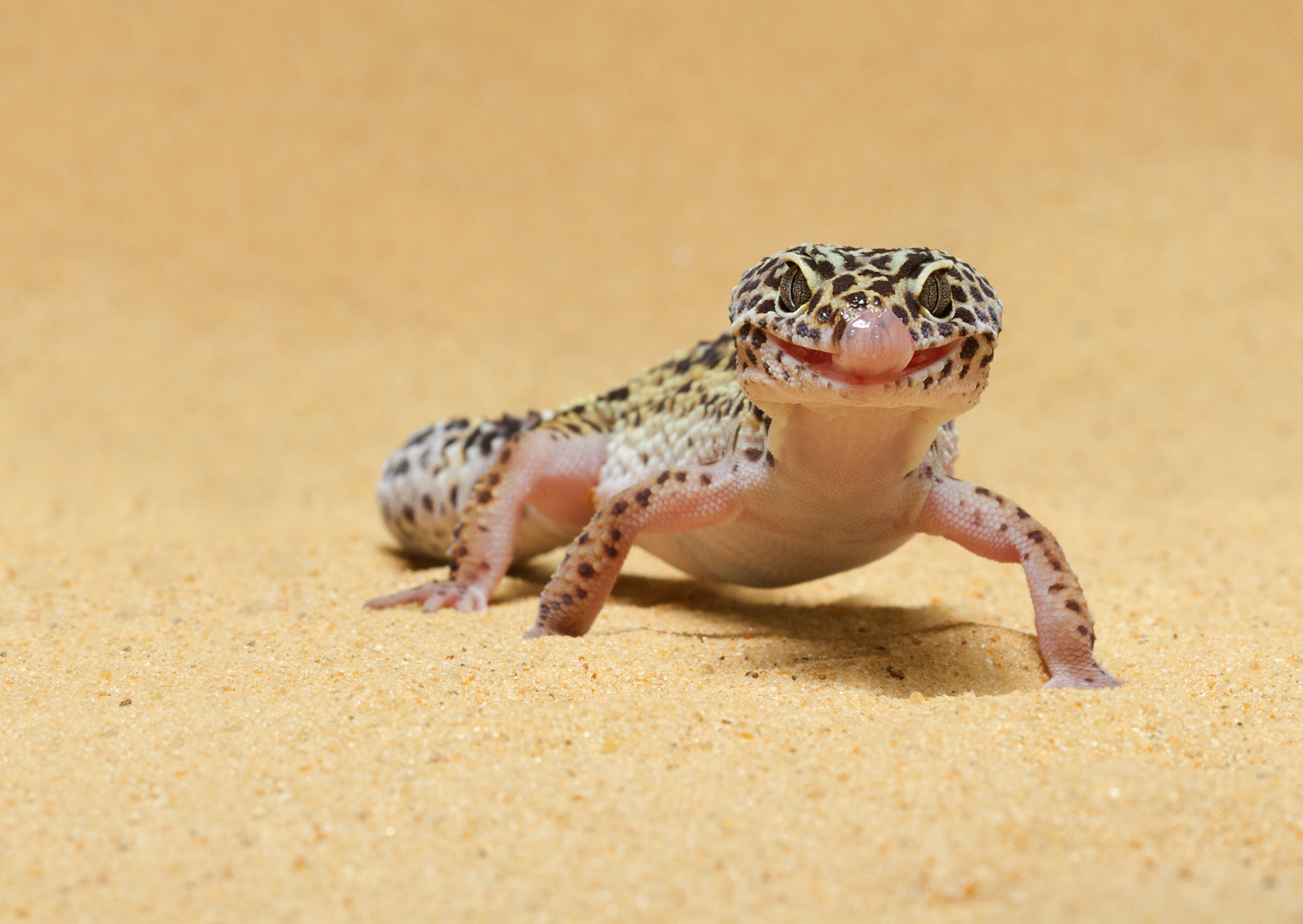 Canon EF 100mm F2.8 Macro USM sample photo. Leopard gecko photography