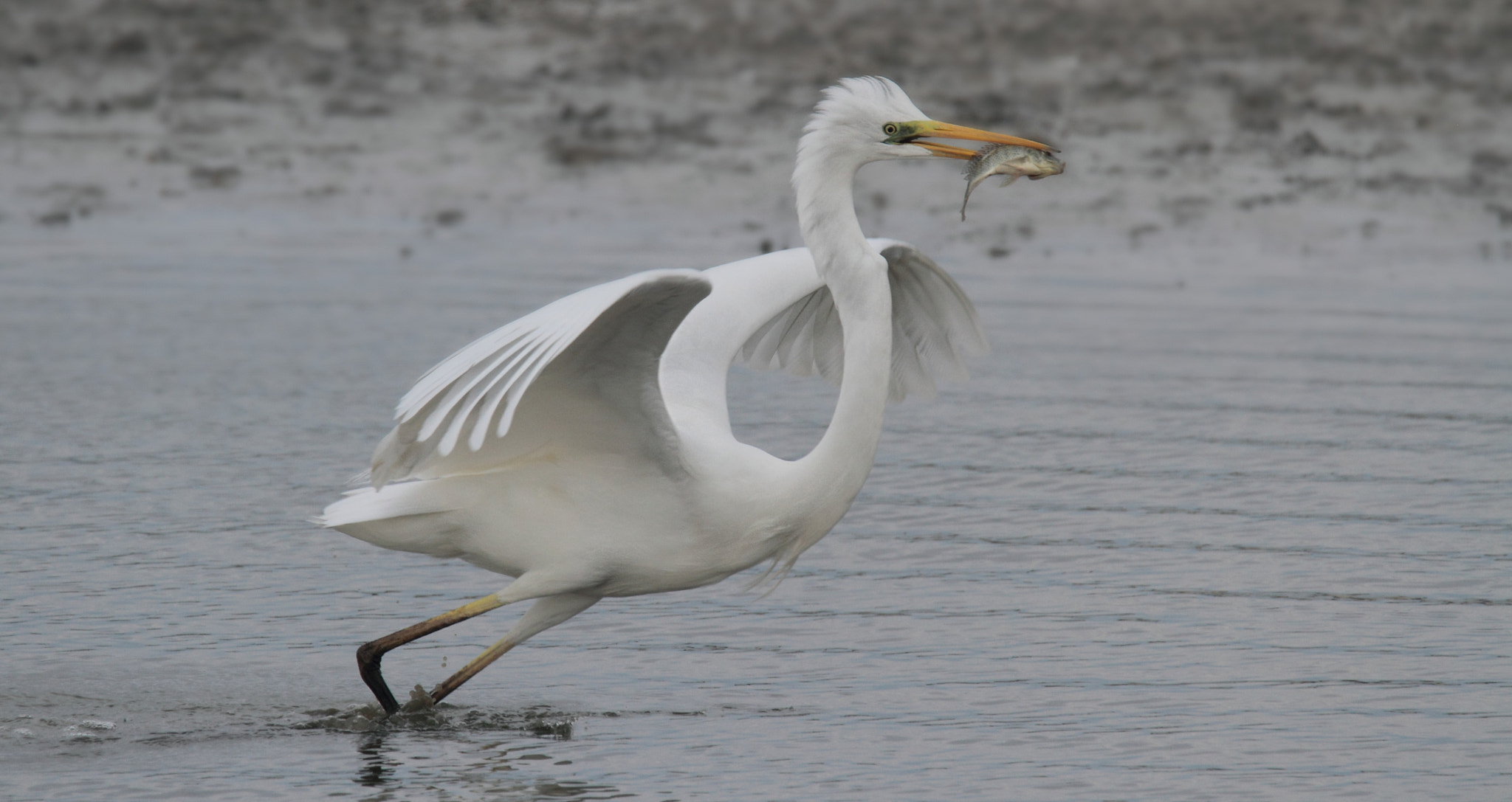 Tamron SP 150-600mm F5-6.3 Di VC USD sample photo. A good start for a fishing day ... photography