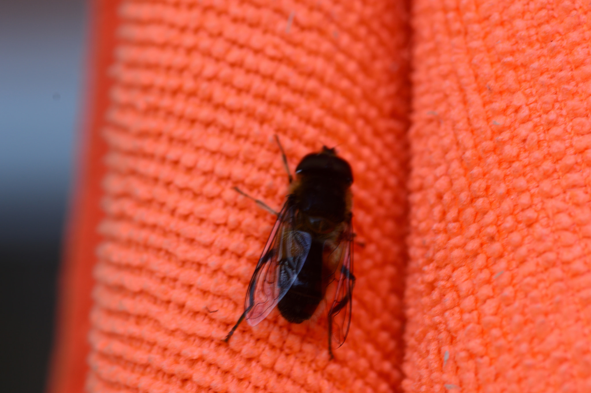 Nikon D3200 sample photo. Its a bee photography