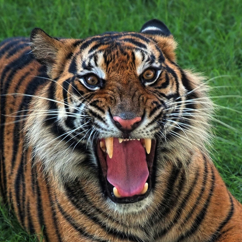 Angry Tiger (4) by Fajar Andriyanto / 500px