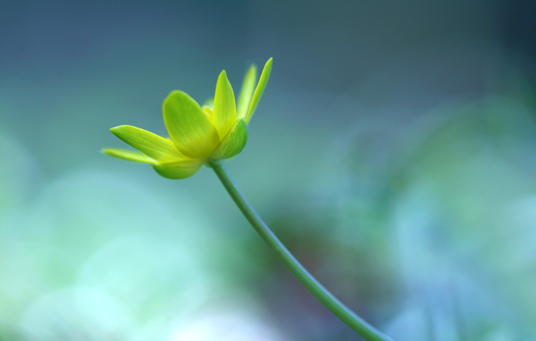 Sony ILCA-77M2 + Tamron SP AF 90mm F2.8 Di Macro sample photo. Celandine photography