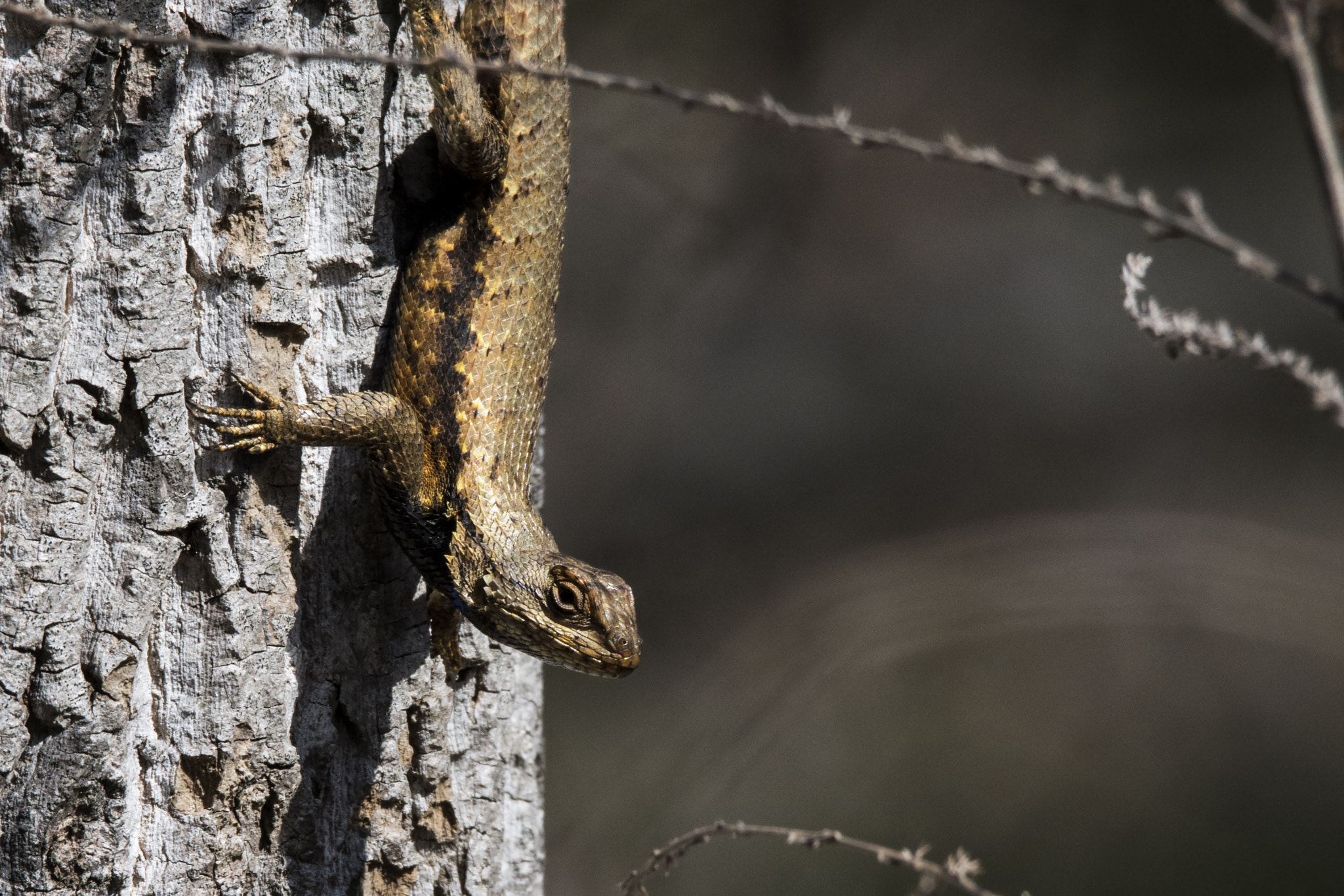 Nikon D7200 + Sigma 150-600mm F5-6.3 DG OS HSM | C sample photo. Eastern fence lizard photography