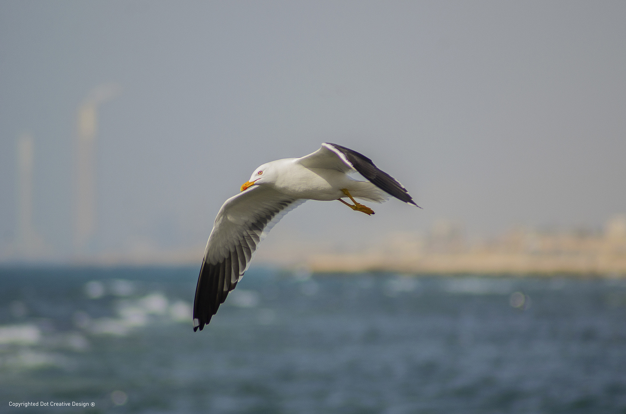 Nikon D7000 sample photo. Seagull photography