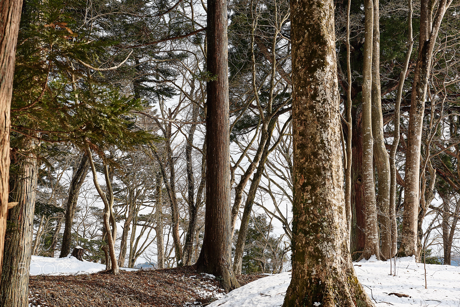 Nikon AF-S Nikkor 24-70mm F2.8G ED sample photo. In the forest photography