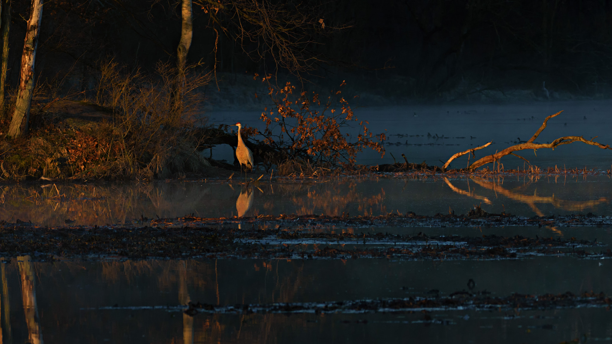 Sigma 150-600mm F5-6.3 DG OS HSM | C sample photo. First light of day photography